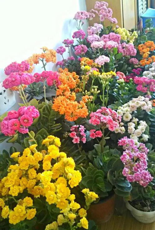 “长寿花爆盆秘籍，养出繁花似锦！”