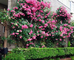 选择植物要注意细节