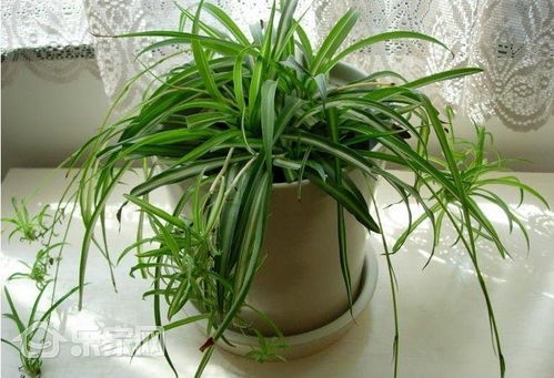 吊兰：空气净化小嫩手