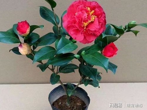 新品种：德国的金星