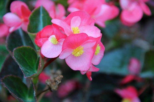 桃花：粉嫩娇艳， 春意盎然