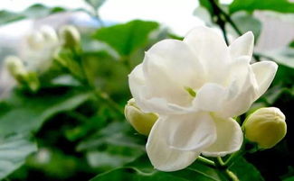 茉莉花：清香宜人