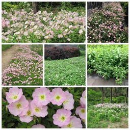 耐寒小花， 月见草