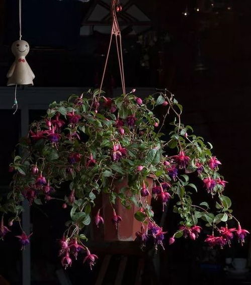 吊钟海棠开花了如何管理才能让它花开得更美
