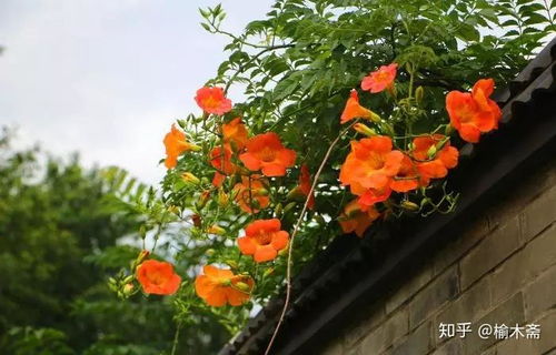 修剪得当，花朵梗繁盛