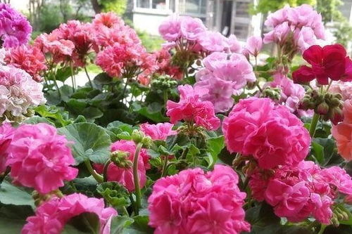 2001年， 新西兰的弗兰克Frank Bart Schuurman培育出的瑰宝