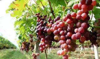 红堤套种生姜， 增收不少