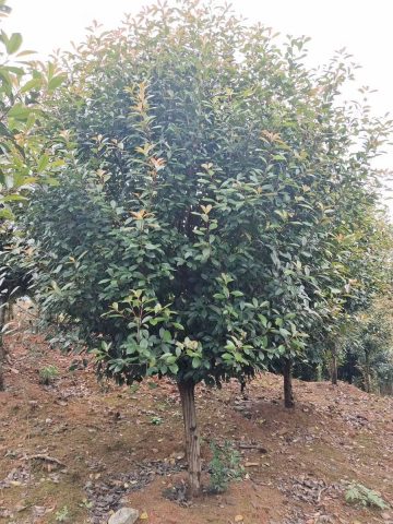 高杆红叶石楠苗的价格揭秘：石楠树的价格是多少啊？