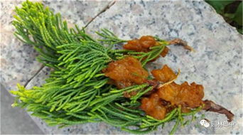 清除梨园周围的桧柏， 防范锈病