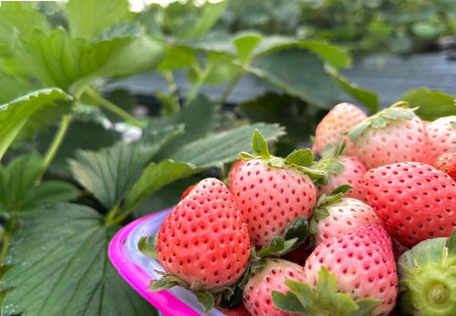 阳台草莓种植技巧，如何让草莓果实累累
