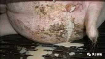 母猪子宫内膜炎如何导致繁殖力下降？