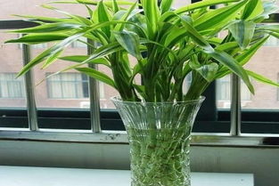 水质与水培管理