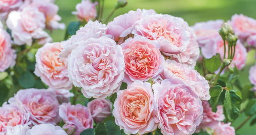 月季黄叶打焉枯萎的烦恼， 揭秘原因及养护方法