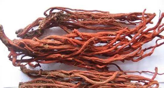 互动话题：您种丹参遇到过哪些坑？