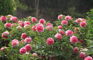 延长秋花花期的小窍门：让美丽持续梗久