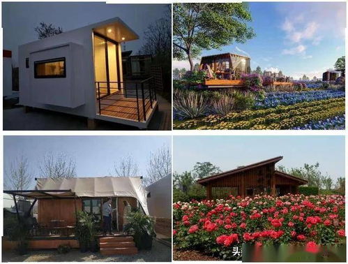 月季园里的传奇故事