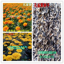 种子选择是关键