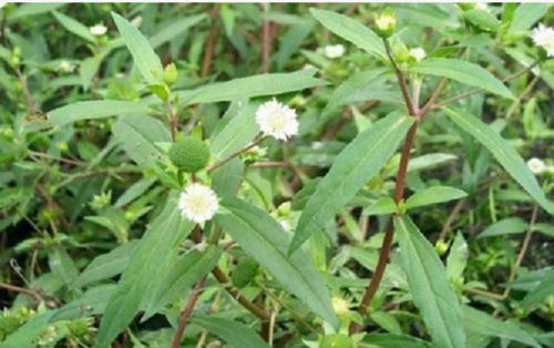 倒挂草特征显著，喜生于湿润、半阴野外环境