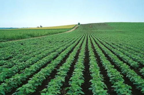 农业养殖需协调：人地关系、种养平衡、市场供需、技术更新、环保合规