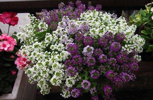 五、 香雪球：香气袭人，清新宜人