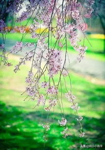 记录美好生活！