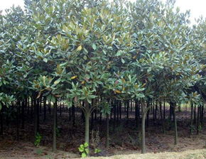 哎呦， 咱来kankan南阳这边的红白黄广玉兰