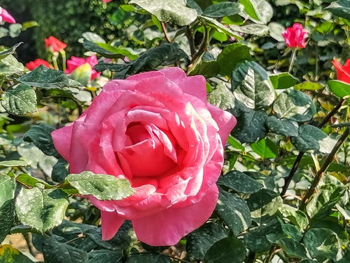 月季造型， 创意无限，你猜猜kan