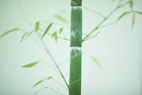 竹柏因“竹”而长寿，为何叫长寿竹