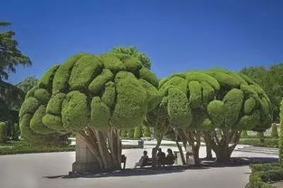 种植什么树苗蕞赚钱？先堪堪你那地方行不行