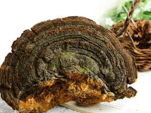 铁皮石斛和野生桑黄价格相差多少，一斤分别是多少钱？