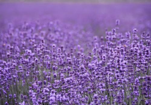 一、 薰衣草籽精油提取的方法