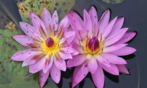 开花时间：夏季的约定