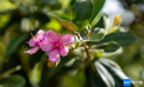 桃金娘种子的秘密之旅