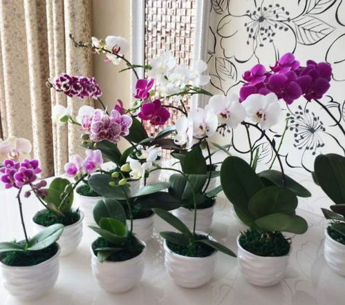 蝴蝶兰花开完了怎么办？还能再绽放吗