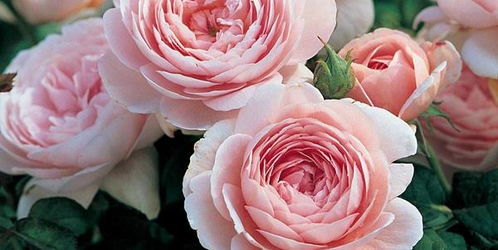 养护篇：月季花的秘密花园