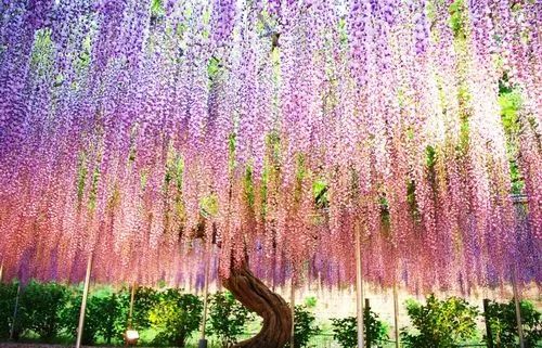 福州冬天的花海秘境