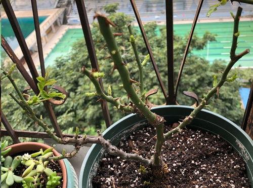 春季月季抹芽， 把握时机，促进新芽生长