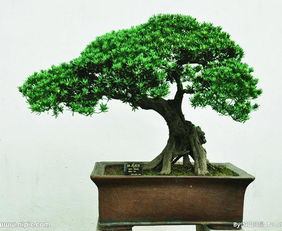 百年罗汉松的神秘面纱