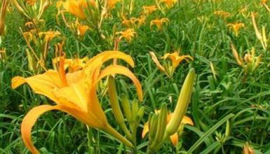 基肥是黄花菜高产的基础