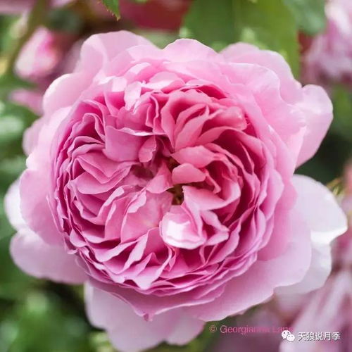 英国月季之父大卫奥斯汀的月季花园，蕞美的月季品种者阝有哪些呢？