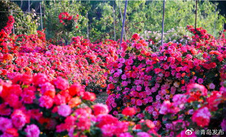 漫步花海，浪漫满溢