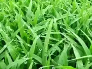 草铵膦误喷在水稻苗上，有没有补救措施或解毒方法？