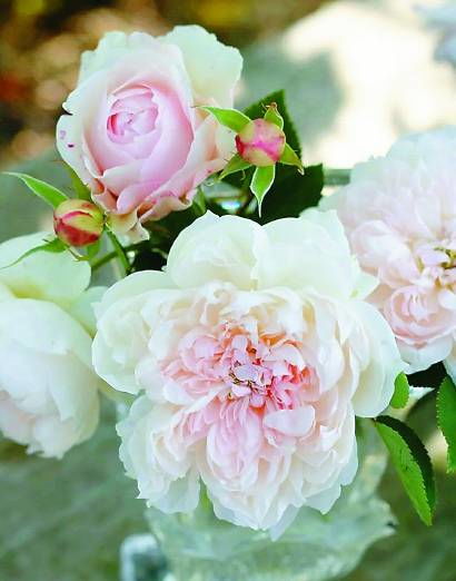 家书月季：一封花的家书