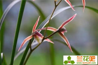 己唑醇的作用与使用方法