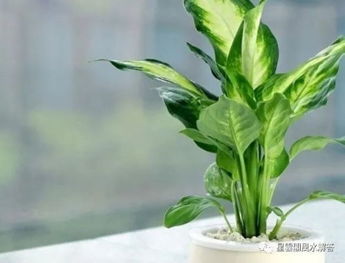 萱草花盆怎么养殖？如何让它们在室内绽放