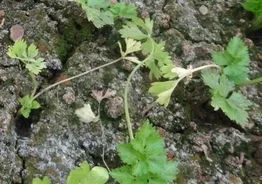 二、多菌灵的作用和注意事项