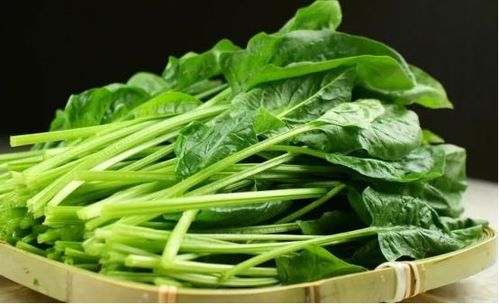 菠菜的种植深度