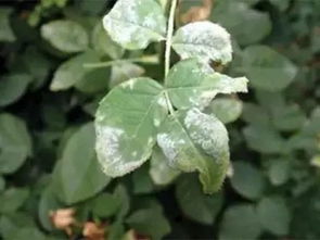 锈病对植物的影响