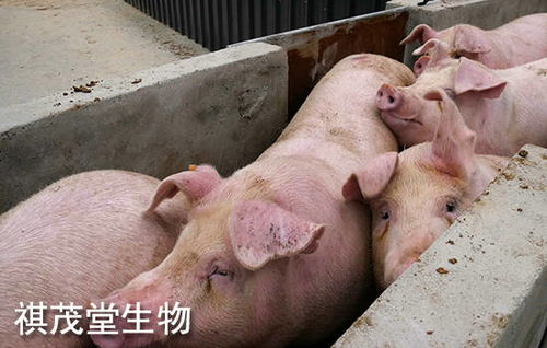 中国中南部生猪养殖，哪些省份是养猪大省呢？