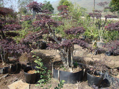 盆器对比，各有所难